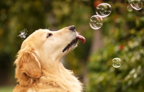 Picture summer, bubbles, dog