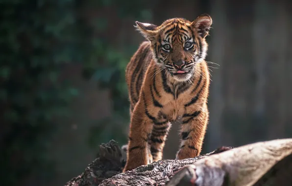 HD Baby Tiger Hintergrundbild