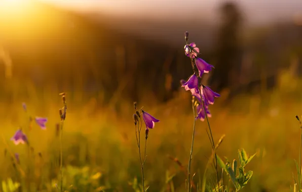 Field, summer, grass, the sun, light, sunset, flowers, bells