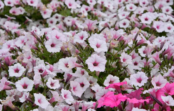 Flowers, pink, flowerbed, petunias