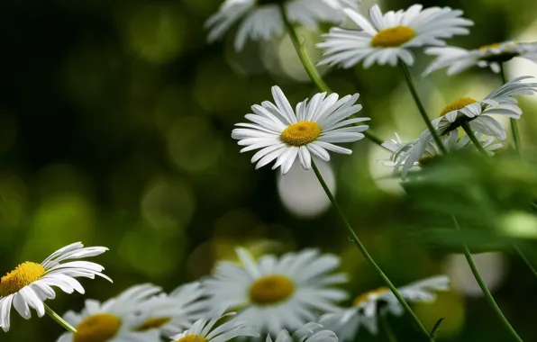 Flowers, chamomile, white, bokeh, leucanthemum