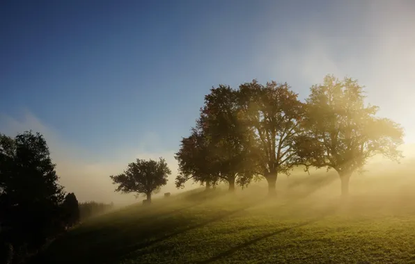 Picture trees, fog, morning