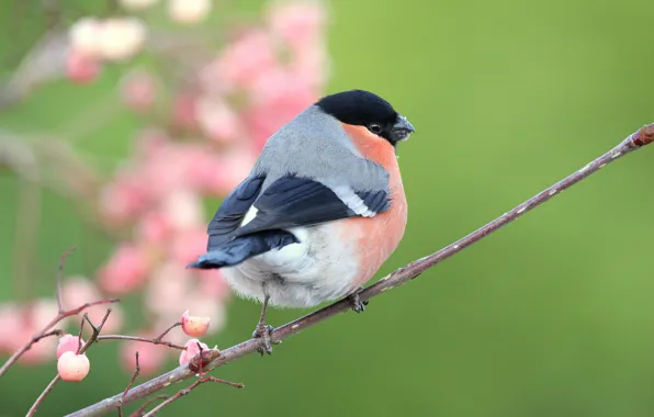 Berries, background, bird, branch, fruit, pink, bird, bullfinch