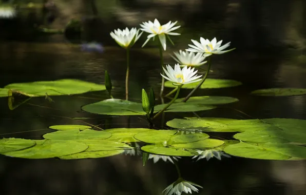 Leaves, water, water, leaves, water lilies, water lilies