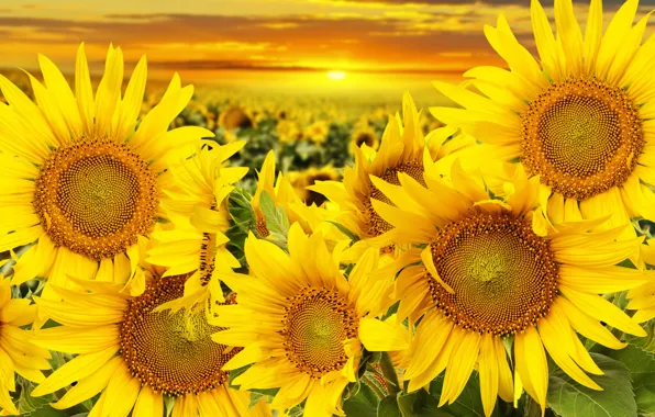Field, sunflowers, sunset, beauty