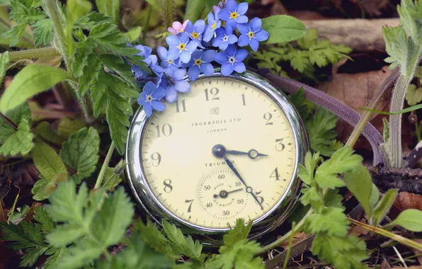 Picture greens, watch, dial, forget-me-nots