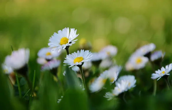Macro, flowers, petals, blur, white, Daisy