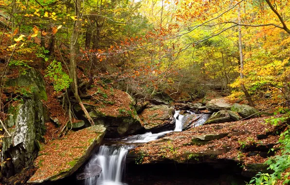 Autumn, forest, trees, stream, stones, waterfall