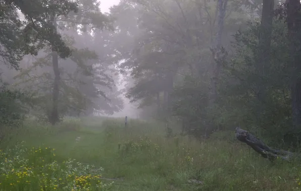 Grass, trees, nature, plants, haze, forest, fogs