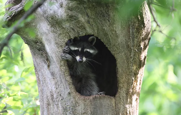 Tree, legs, raccoon, face, bokeh, Peeps, the hollow