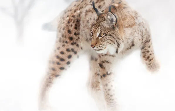 Snow, Feline, Oleg Bogdanov