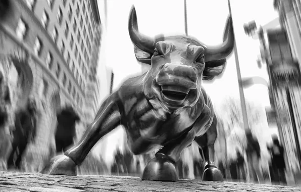 Picture New York, USA, bull, Wall street, financial district