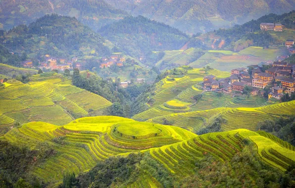 Mountains, home, slope, China, terrace, tea plantation, Guangxi