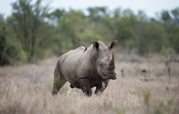 Rhinoceros, huge, blurred background
