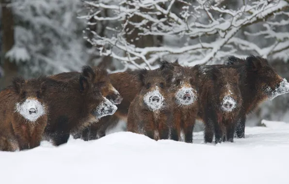 Picture winter, frost, snow, Estonia, boar, the herd, reserve, The Alam-Pedja