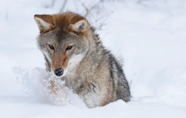 Winter, snow, predator, coyote