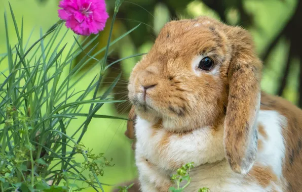 Greens, flower, portrait, rabbit, fold, red, face, the lop - eared ram