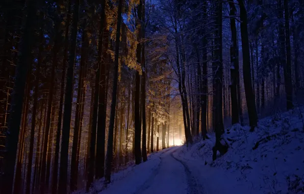 Picture forest, light, nature