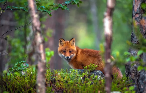 Forest, trees, Fox, red