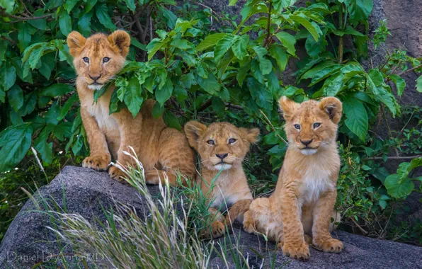 Picture baby, trio, lion