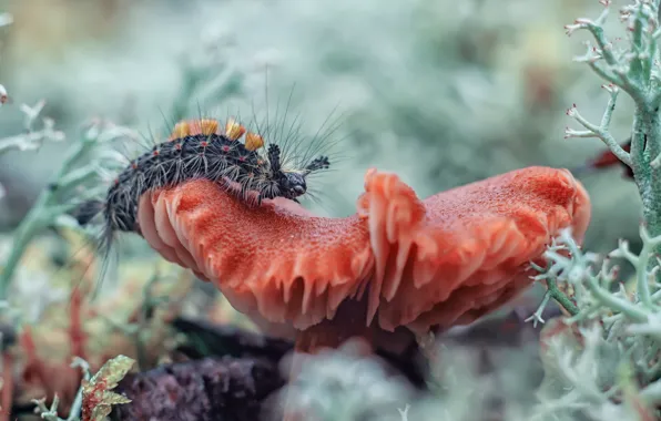 Macro, caterpillar, mushroom, moss, plants, red, bokeh, fluffy