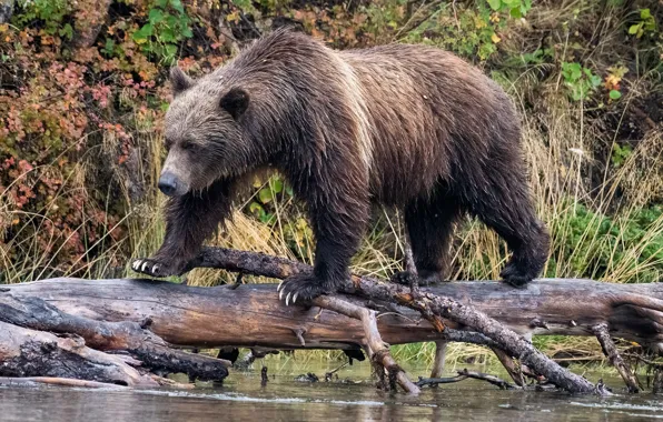 Autumn, branches, nature, pose, shore, foliage, bear, log