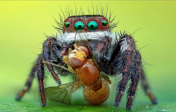 Fly, spider, spider, Nature, two, oops, two
