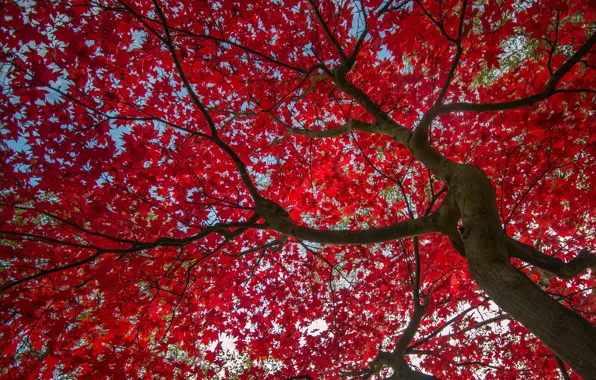 Autumn, the sky, leaves, tree, the crimson