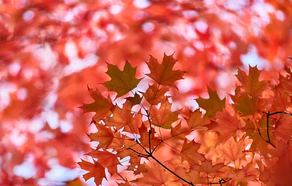 Autumn, leaves, maple, the crimson