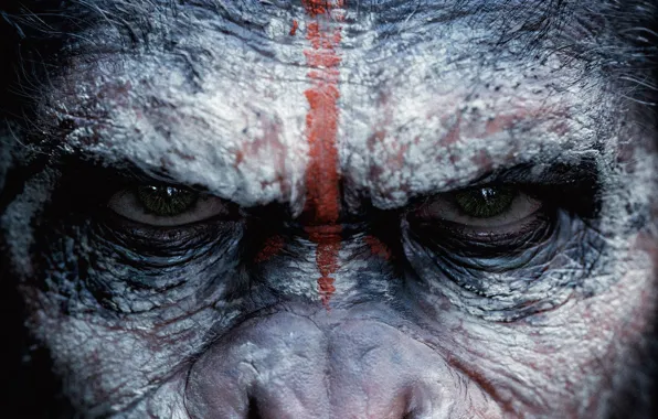 Look, monkey, monkey, Caesar, Caesar, chimpanzees, Planet of the apes: the Revolution, Dawn of the …
