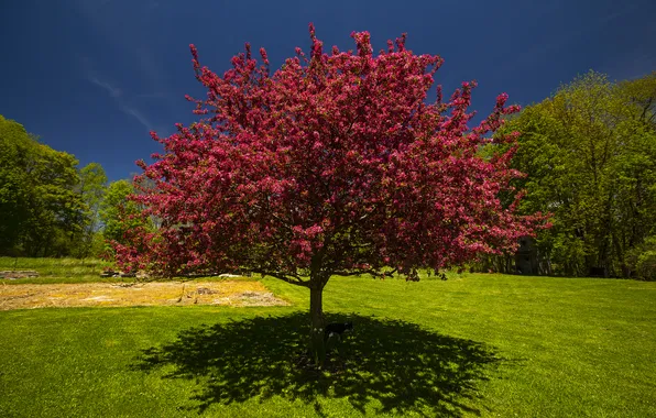 Greens, the sky, light, flowers, branches, nature, blue, tree