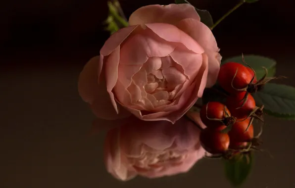 Picture macro, reflection, rose, Bud, briar, rose hips