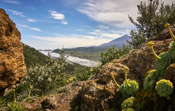 Forest, the sky, the sun, clouds, trees, flowers, mountains, fog