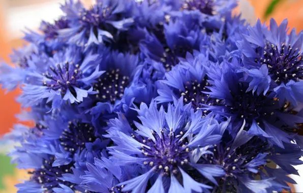 Picture a bunch, Cornflowers, wildflowers
