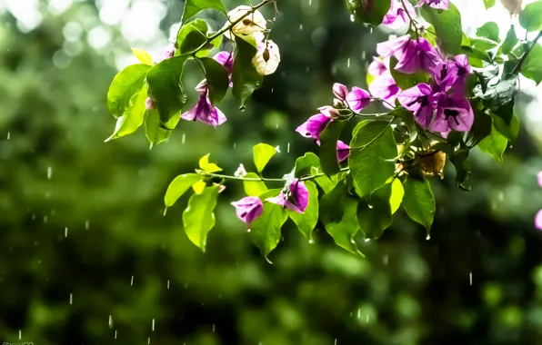 Drops, flowers, branches, rain, pink, bougainvillea