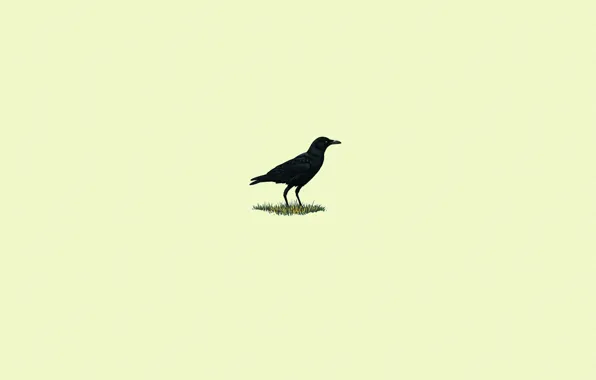 Grass, bird, black, minimalism, Raven, light background
