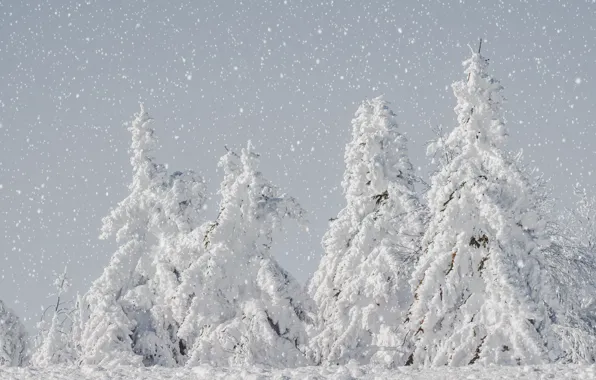 Winter, forest, snow, ate, light background, snowfall