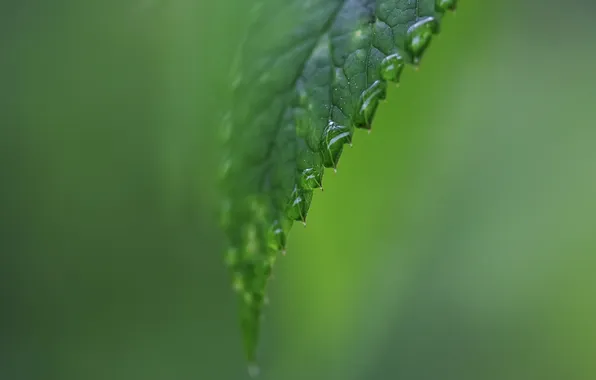 Drops, macro, sheet, green, Rosa