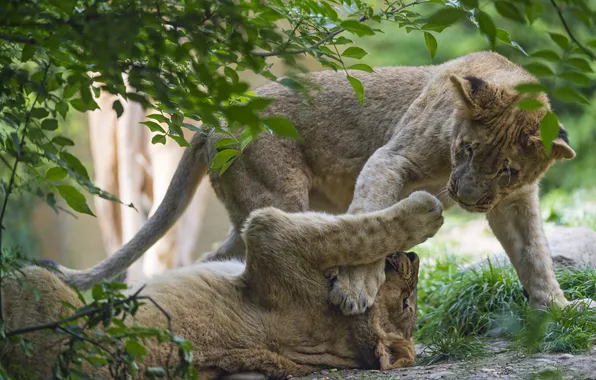 Picture grass, cats, the game, branch, kittens, the cubs, ©Tambako The Jaguar