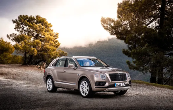 Forest, mountains, Bentley, car, Diesel, Bentayga, Worldwide