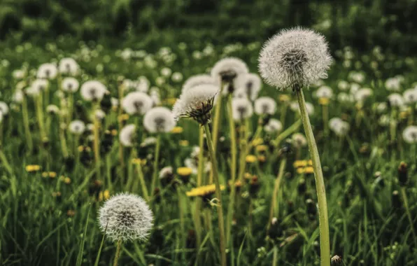 Flowers, Nature, Dandelion, Grass, Dandelions, Plants, Nature, Grass