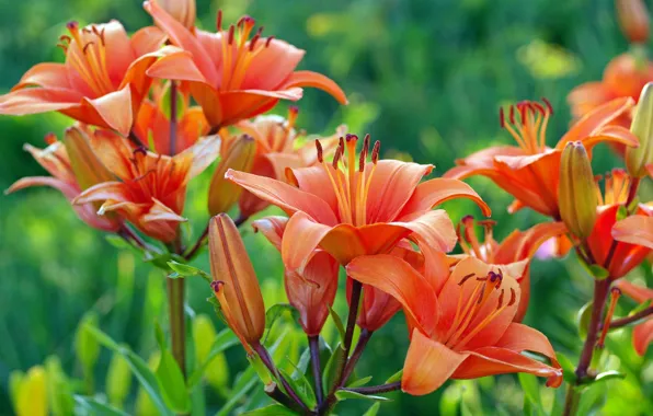 Summer, flowers, nature, Lily, beauty, plants, many, cottage
