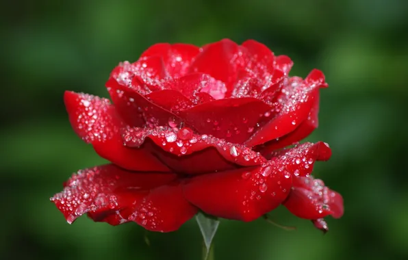 Picture flower, nature, flowers, background, dew