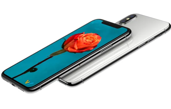Picture Apple, iPhone, rose, flower, hi-tech, smartphone, hana, technology