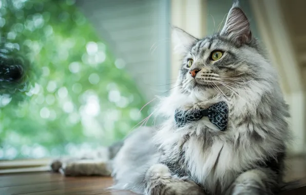 Cat, cat, look, pose, grey, fluffy, window, lies
