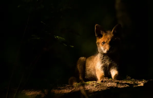 Picture look, face, light, the dark background, Fox, Fox, in the shadows