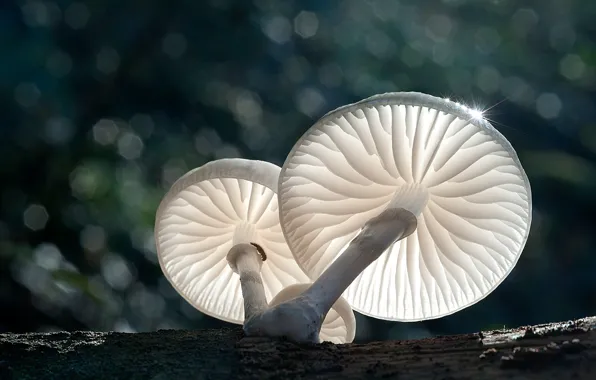 Picture macro, light, mushrooms, bokeh