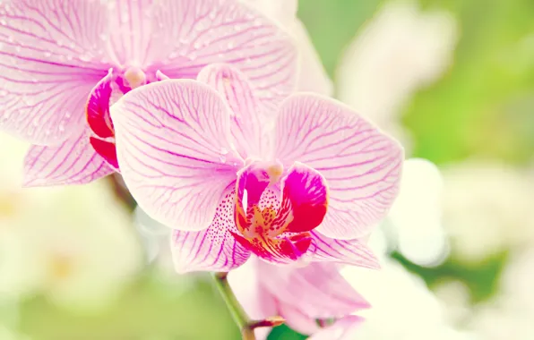 Flower, macro, Orchid, orchid, Phalaenopsis, phalaenopsis