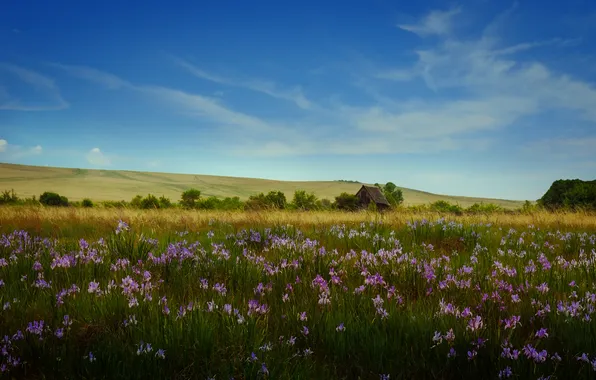Field, summer, the sky, grass, clouds, trees, flowers, blue