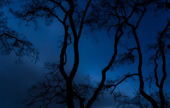 Picture the sky, trees, night, branches, nature